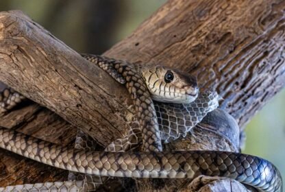 1-Day Mesesani Snake Park Trip from Arusha – Exclusive Exotic Reptile & Wildlife Adventure