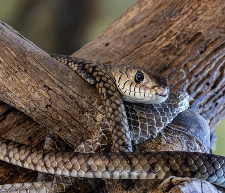 1-Day Mesesani Snake Park Trip from Arusha