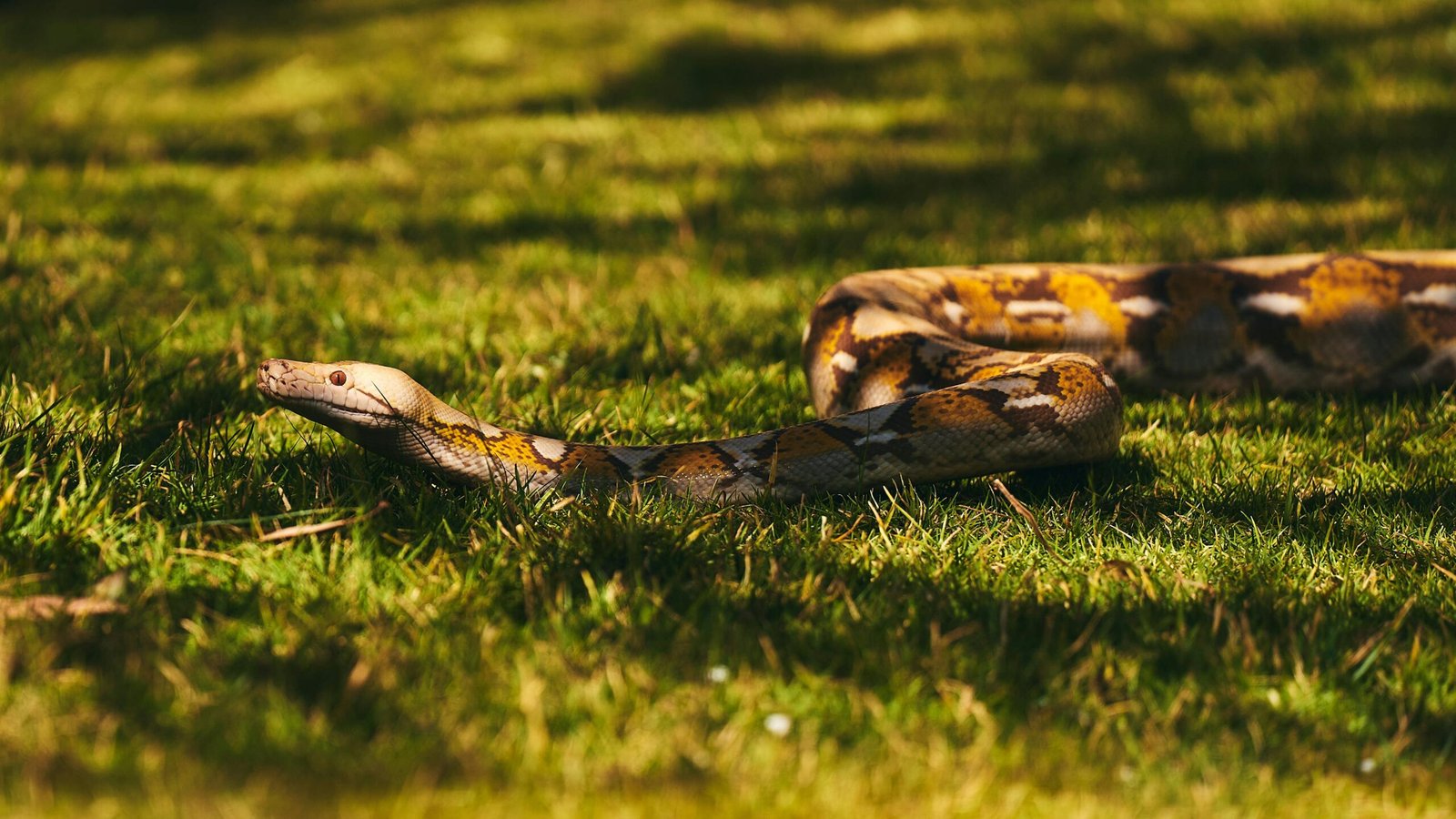 1-Day Mesesani Snake Park Trip from Arusha – Exclusive Exotic Reptile & Wildlife Adventure 3 1-Day Mesesani Snake Park Trip from Arusha