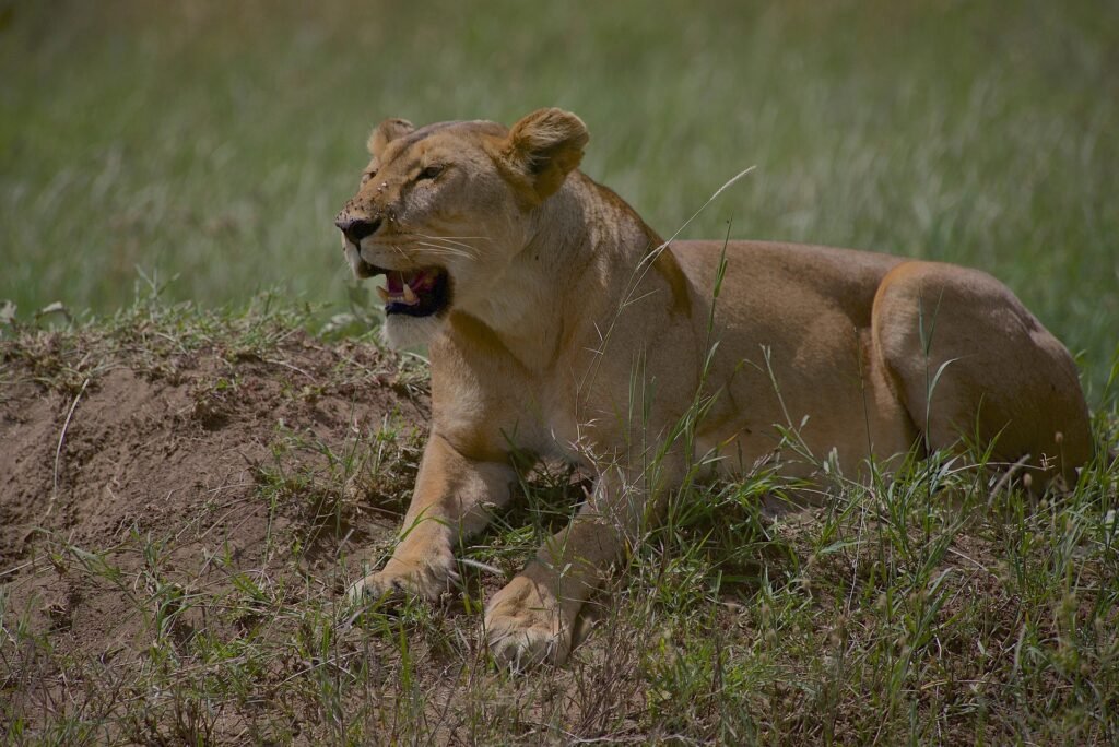 8 Days Private Safari in Kenya from Nairobi