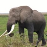amboseli national park 2063595 640 1