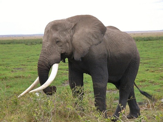amboseli national park 2063595 640 1