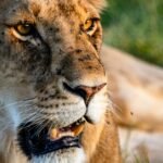 2 Days Family Safari in Tanzania