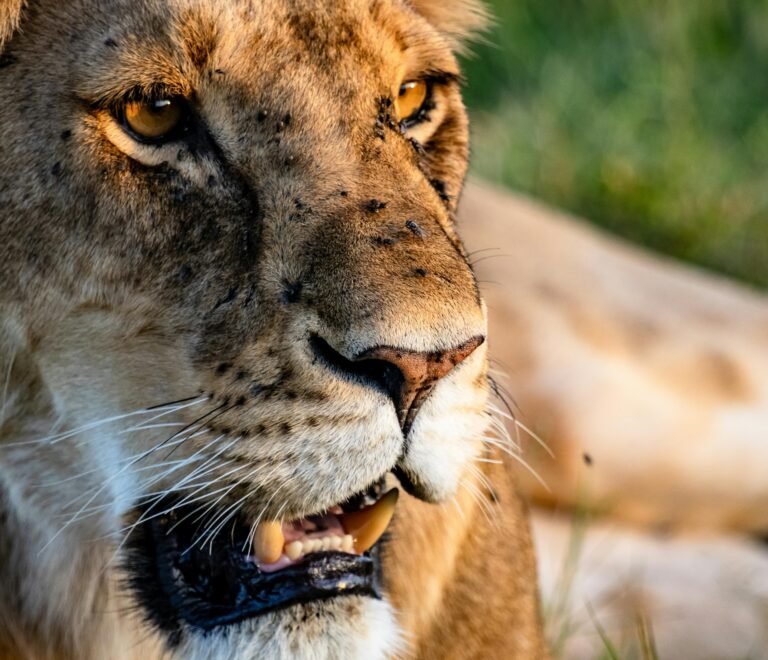 2 Days Family Safari in Tanzania