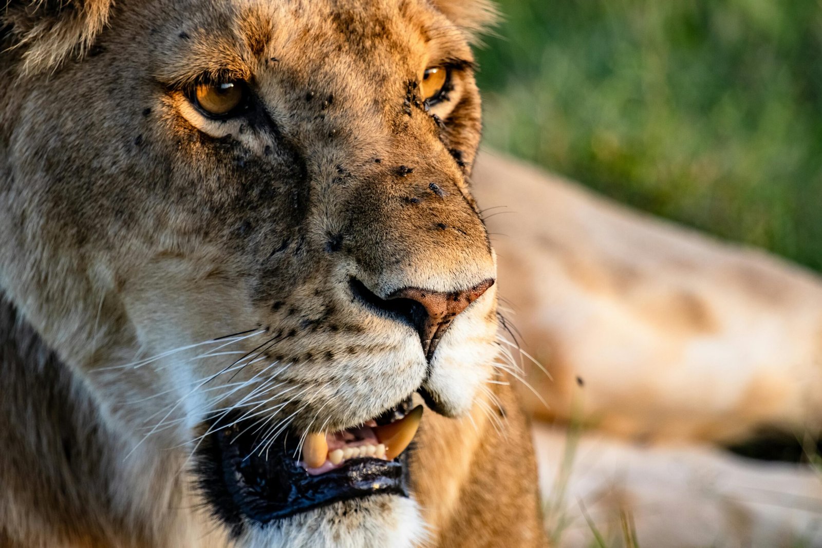 2 Days Family Safari in Tanzania