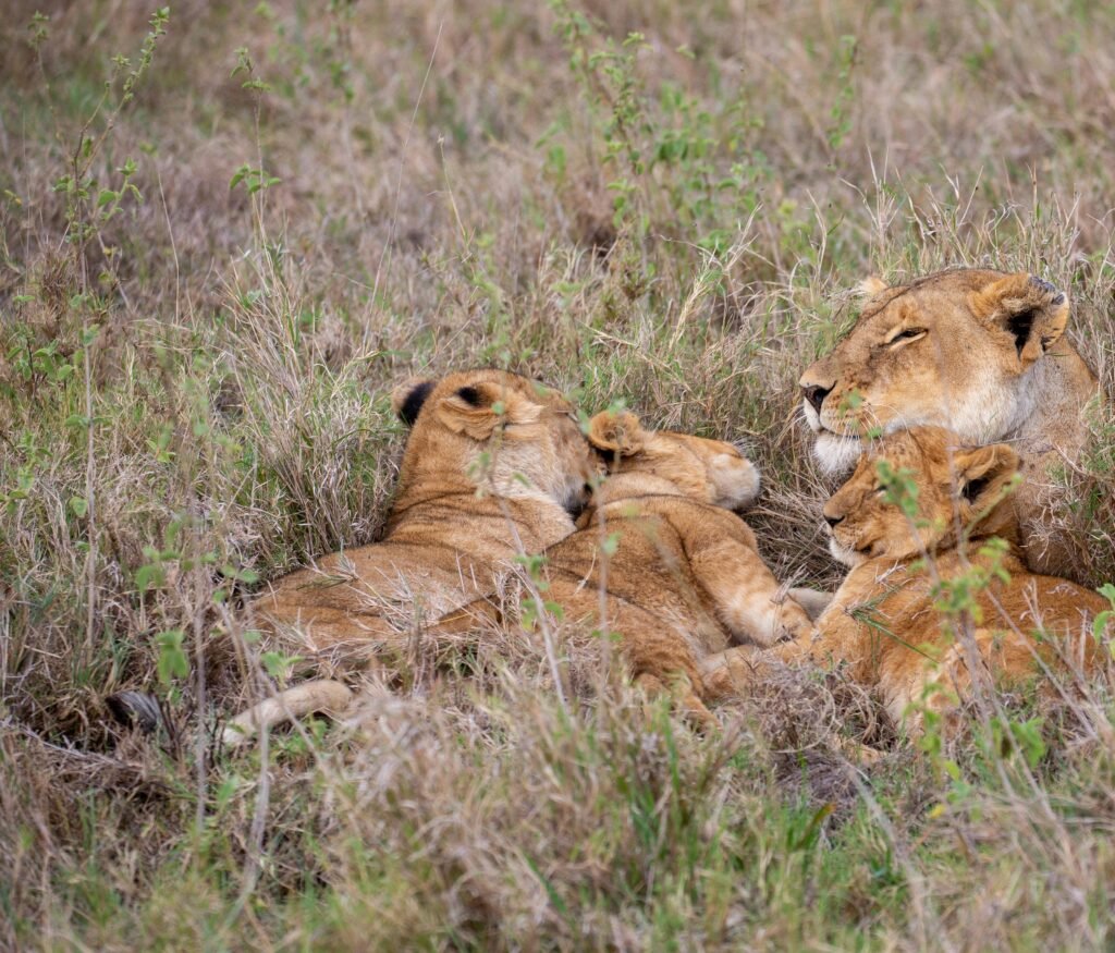 best tanzania safari 10