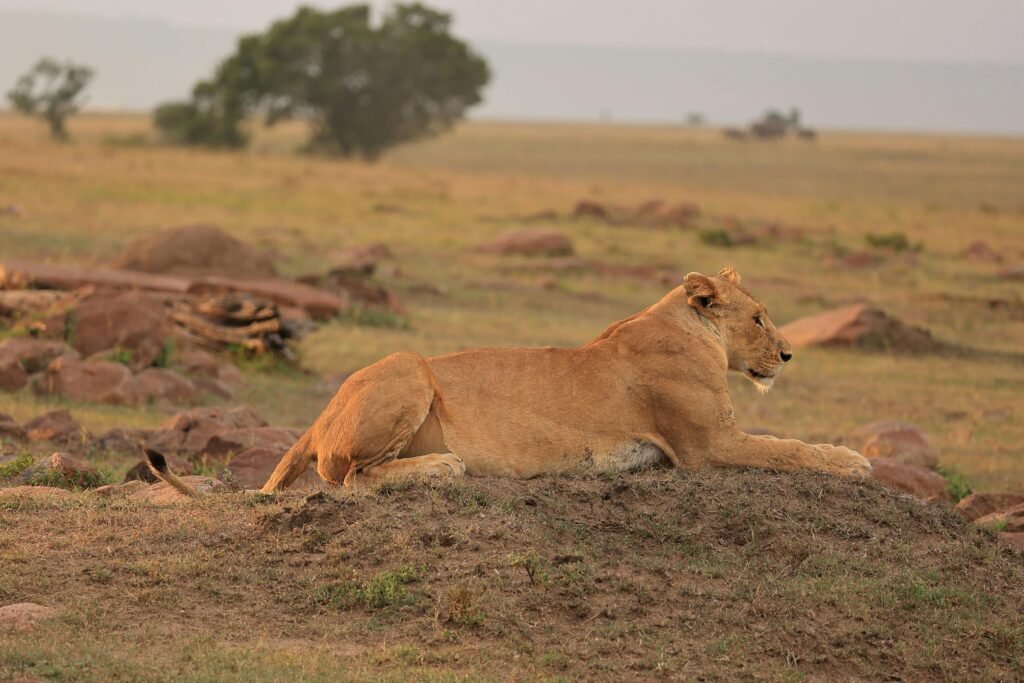 The best 2-Day Tanzania Safari Tarangire & Ngorongoro Crater Adventure 3 2-Day Tanzania Safari