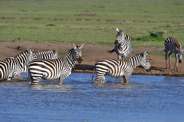 common zebra