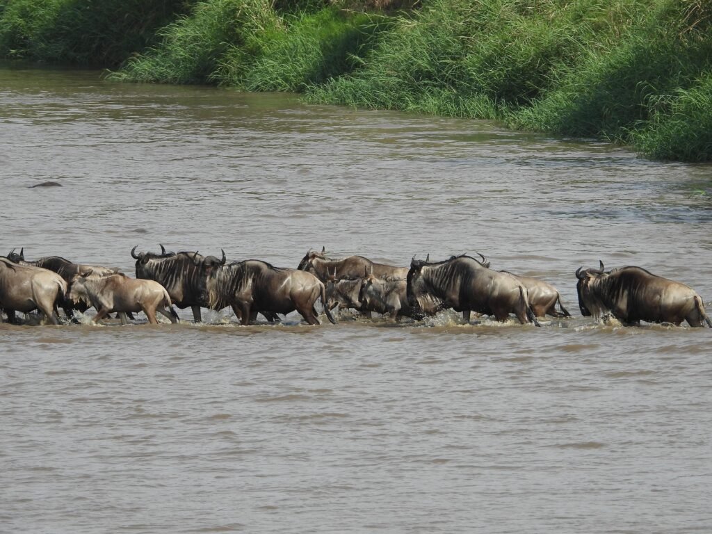 The best Ever 12 Days Kenya Safari and Cultural Tour 2 12 Days Kenya Safari and Cultural Tour