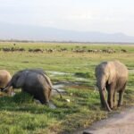 elephant 4406314 640