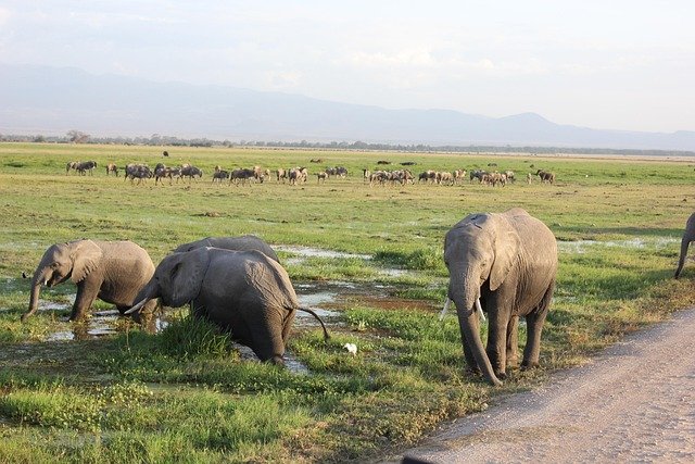 6-Day Katavi Remote Luxury Safari – Untamed African Frontier 3 elephant 4406314 640 2