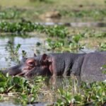 lake naivisha 5069628 640