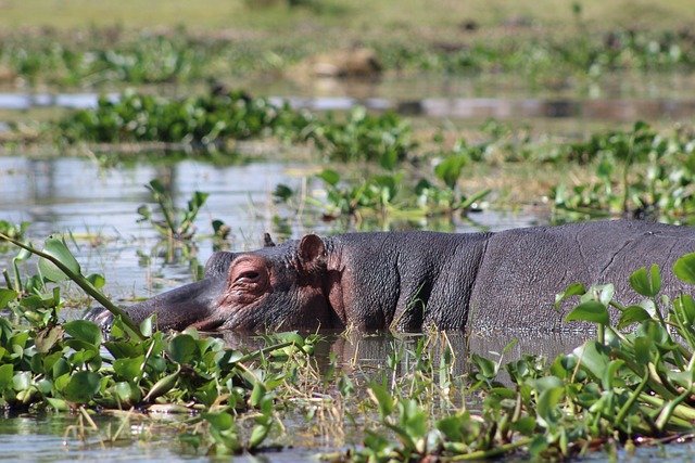 lake naivisha 5069628 640