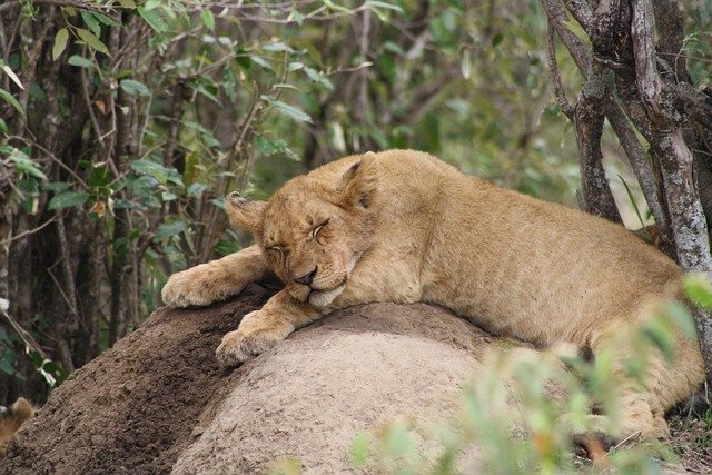 lion cub kenya