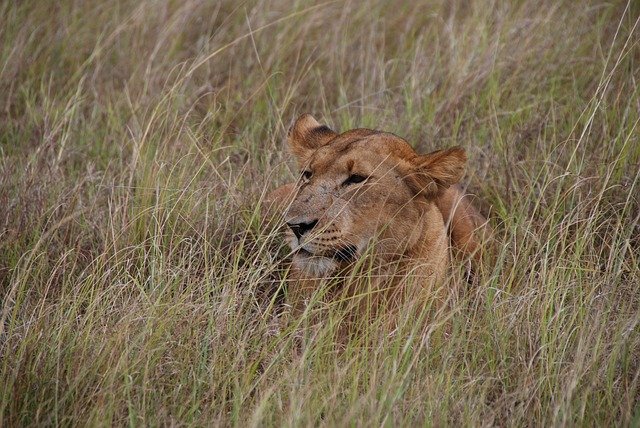 6-Day Katavi Remote Luxury Safari – Untamed African Frontier 4 lioness 4206337 640