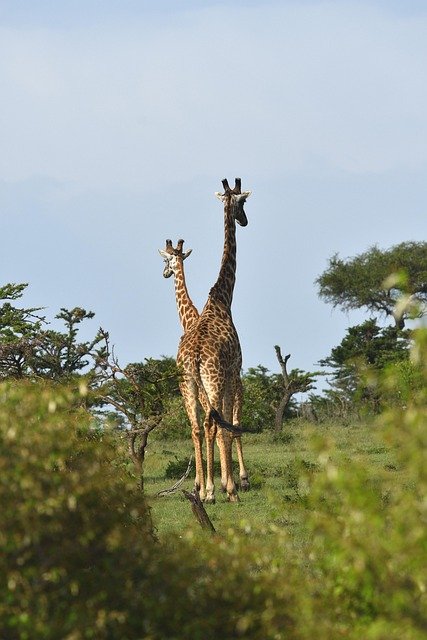 masai giraffe 7235641 640