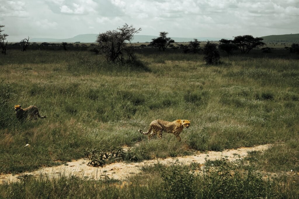 The Ultimate Expedition Adventure 7-Day Western Tanzania 2 7-Day Western Tanzania