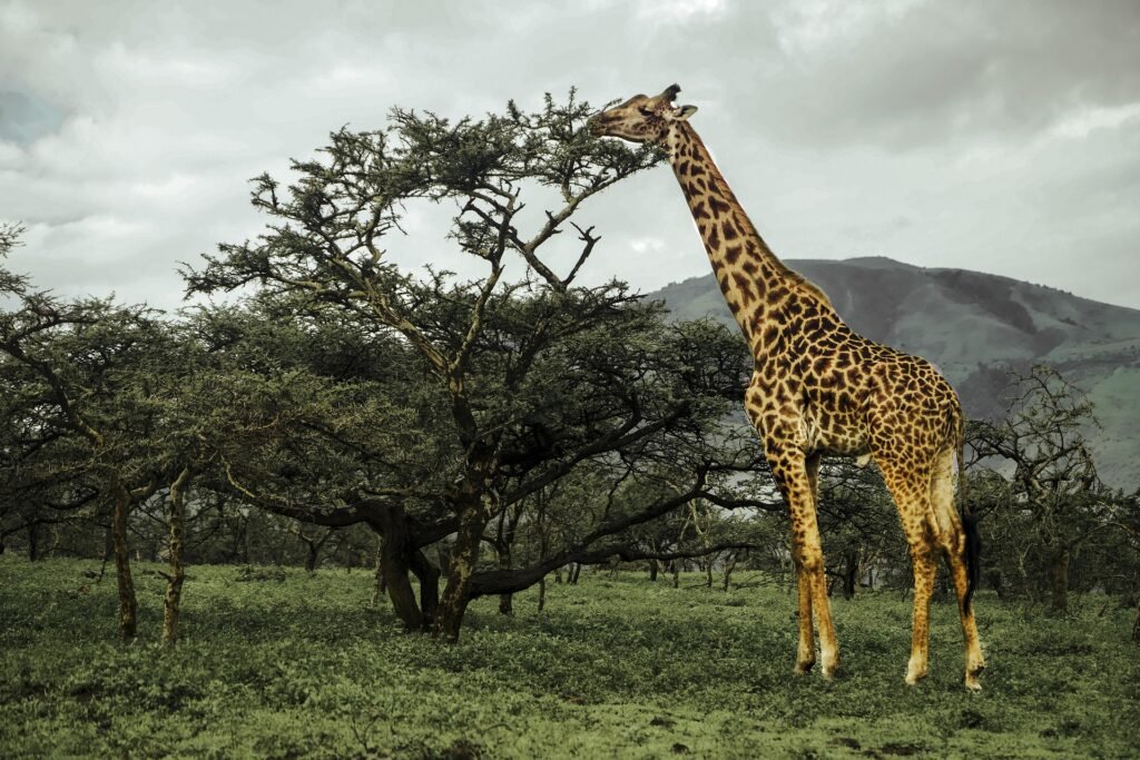 5-Day Katavi Green Season Safari