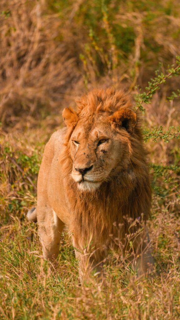 3 Days Group Luxury Safari Tour