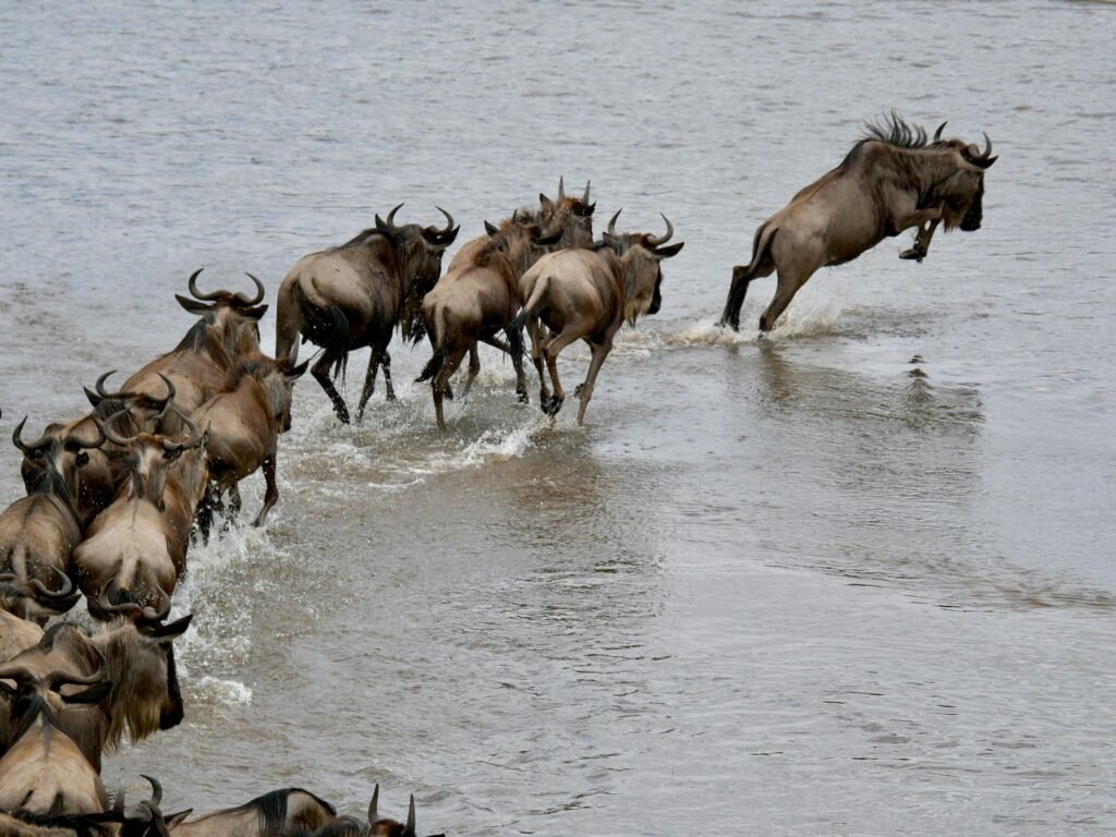 3-Day Masai Mara Luxury Private Safari