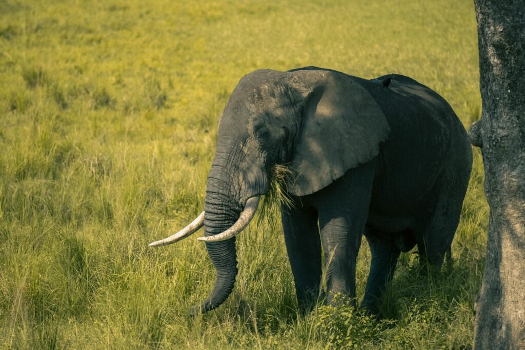 6-Day Katavi Remote Luxury Safari