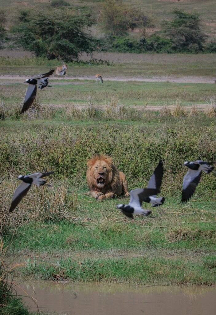 2 Days Family Safari in Tanzania