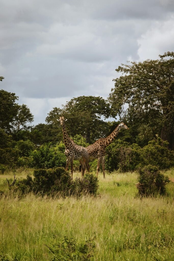 4 Days Group Safari Tour in Kenya from Nairobi