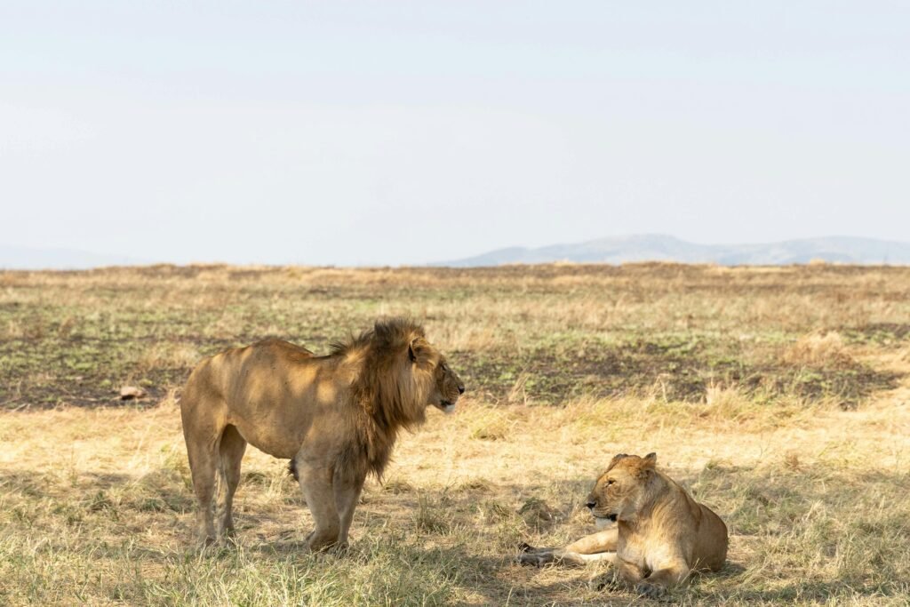 2 Days Family Safari in Tanzania