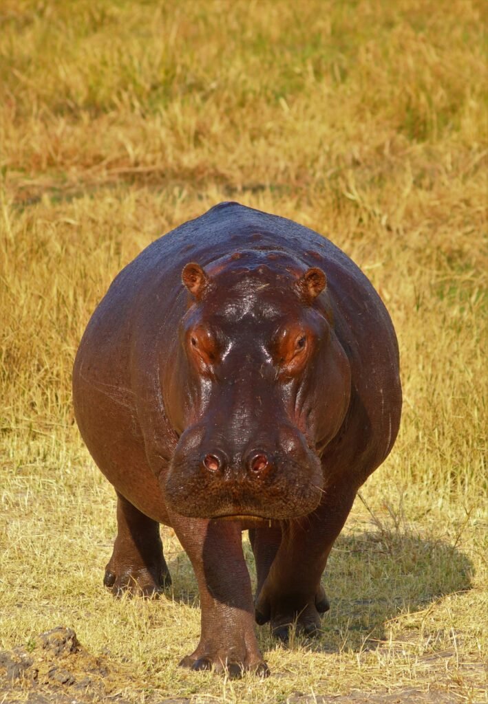 5 Days Private Luxury Safari from Nairobi