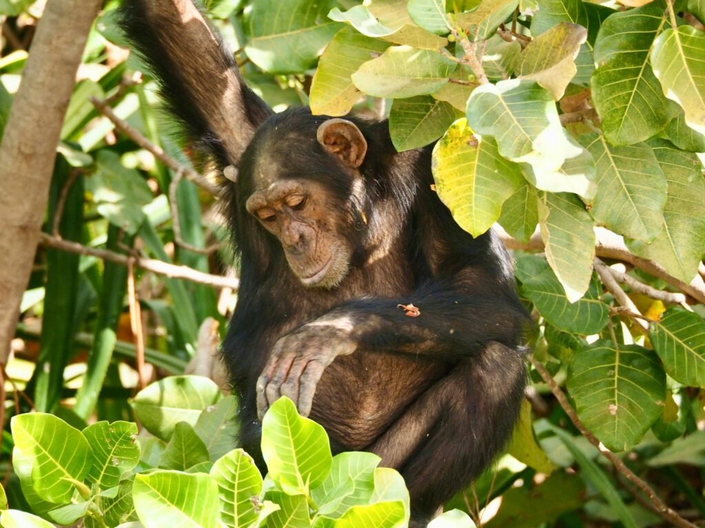 The Ultimate Expedition Adventure 7-Day Western Tanzania 6 7-Day Western Tanzania