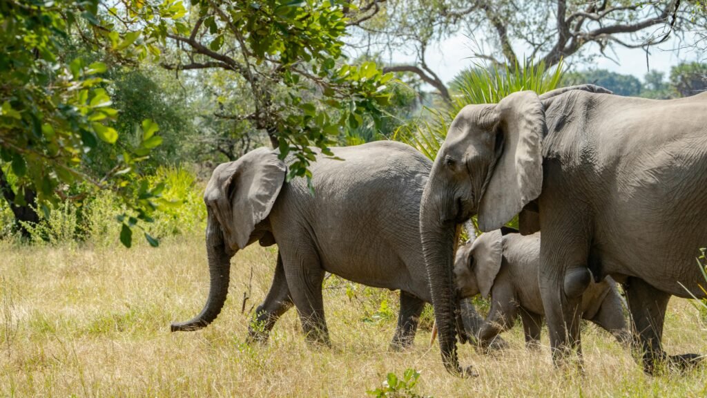 6-Day Katavi Remote Luxury Safari – Untamed African Frontier 2 6-Day Katavi Remote Luxury Safari
