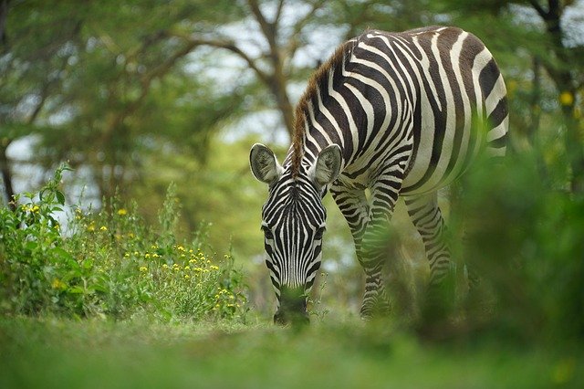 6-Day Katavi Remote Luxury Safari – Untamed African Frontier 2 zebra 6275284 640