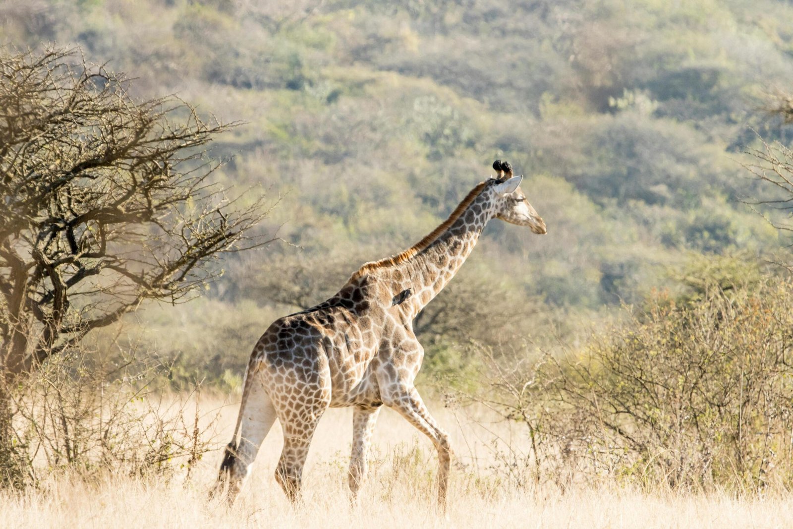 Tanzania Safari Experience