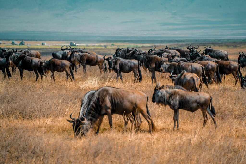 9-Day Mid-Range Safari