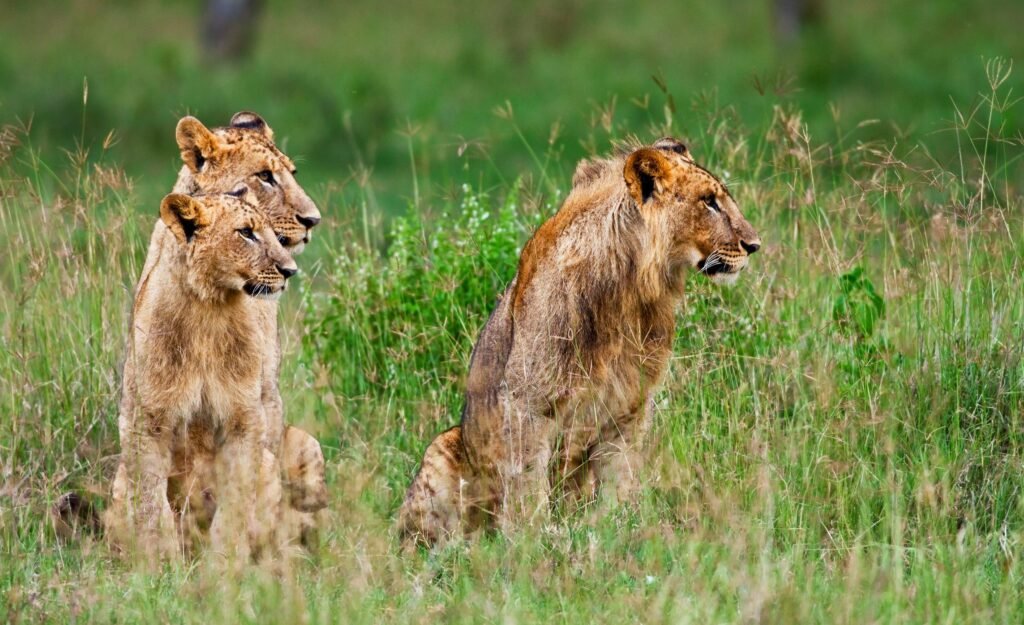 5 Days Great Migration Safari